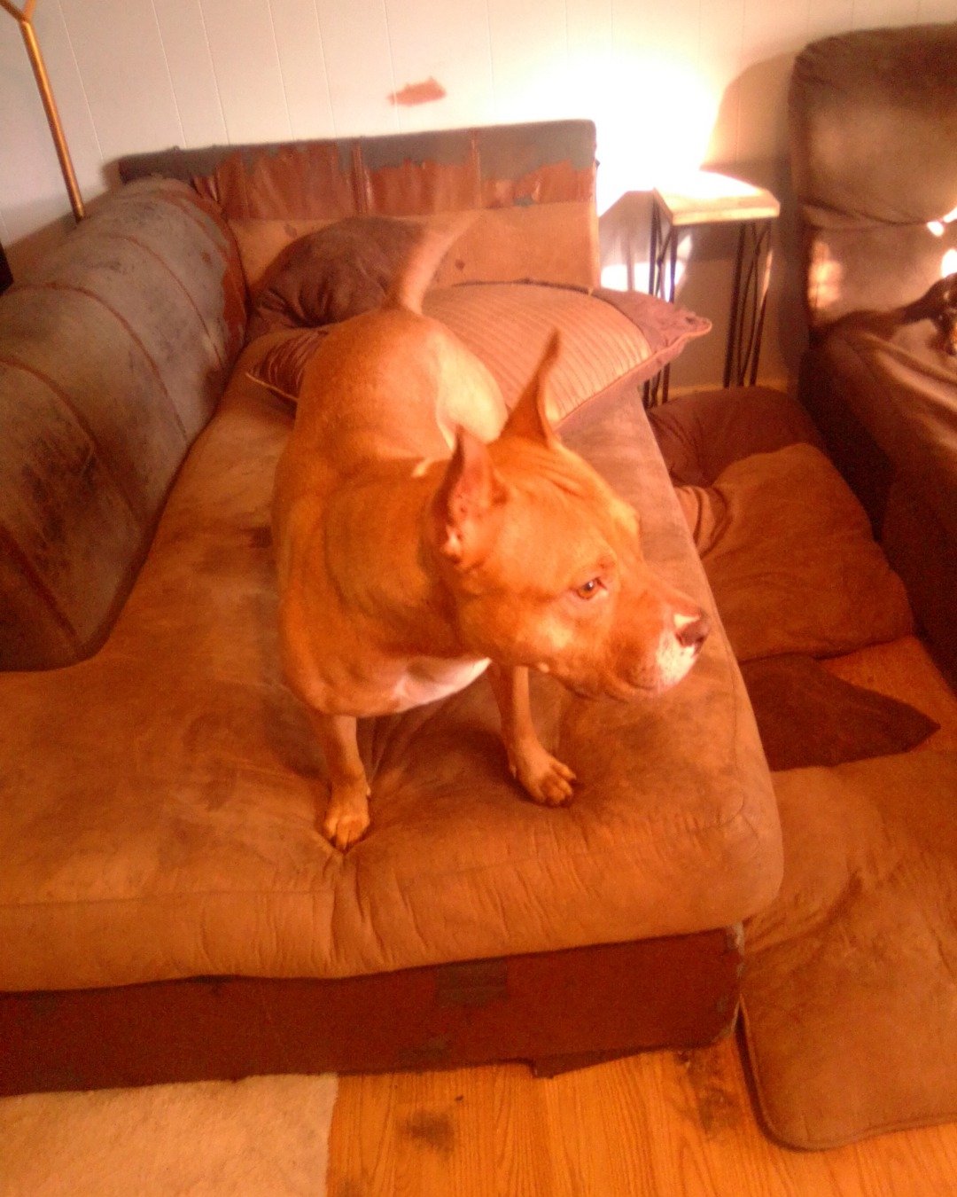 luna the bulldog. Couch, Furniture, Cushion, Home Decor, Architecture, Building