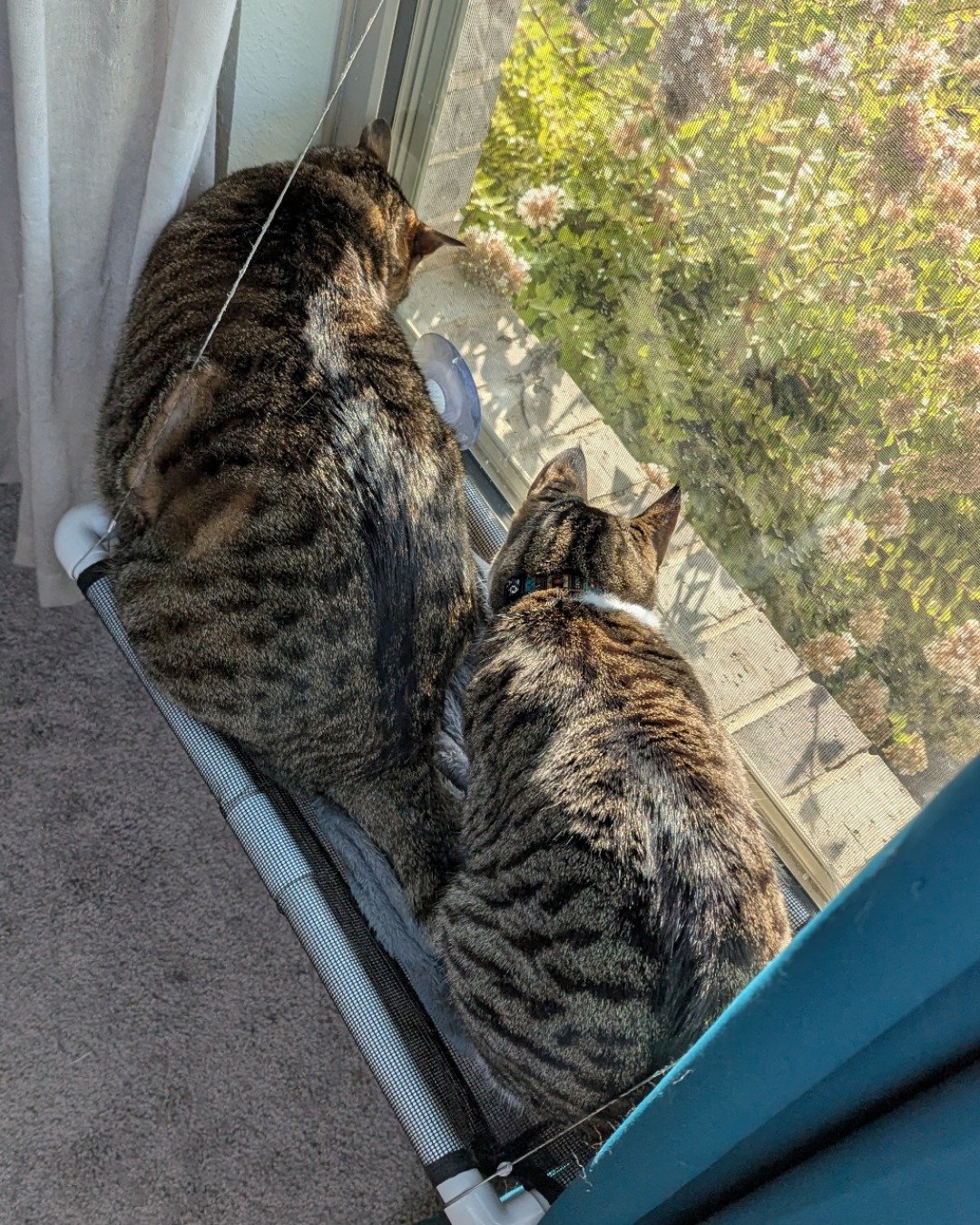 Kima & Cheddar Biscuit the Tabby Cats. Person, Sleeping, Furniture, Cat