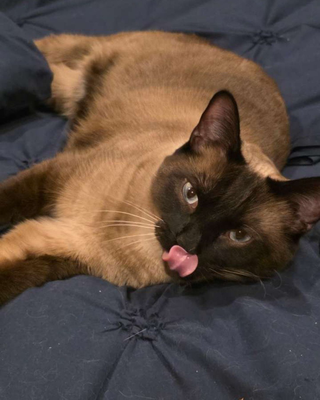 stub tail Stella🙃😎 (twin of Luna) the Siamese. Cat, Siamese