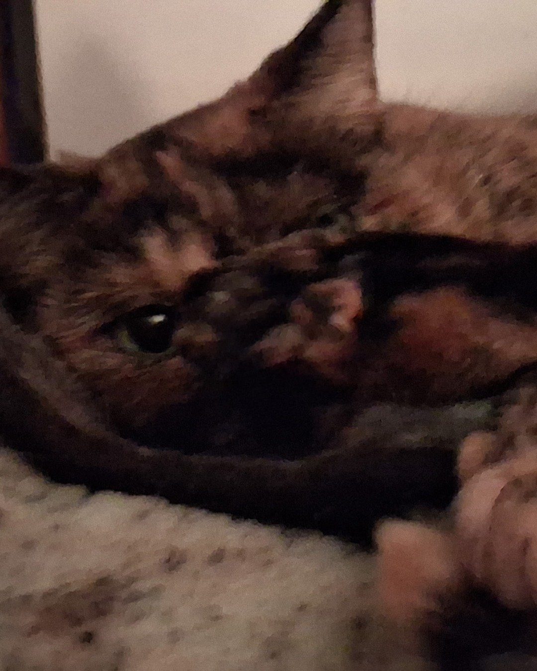 Gizmo. Cat, Kitten