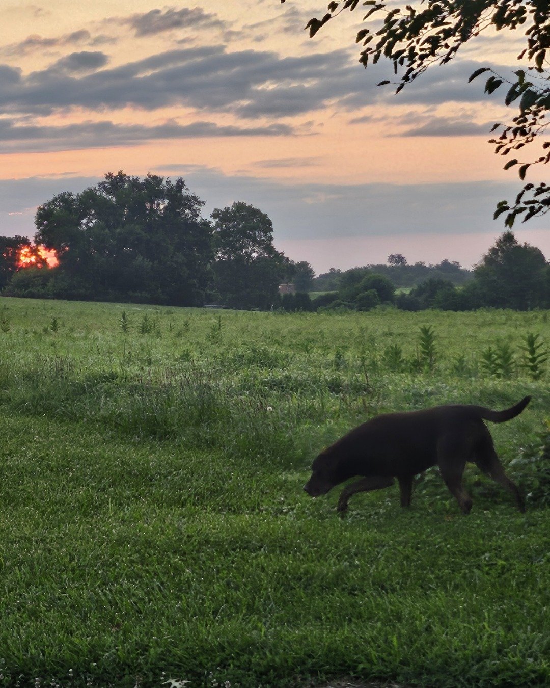 Roscoe the chocolate lab. Grass, Plant, Field, Grassland, Nature, Outdoors