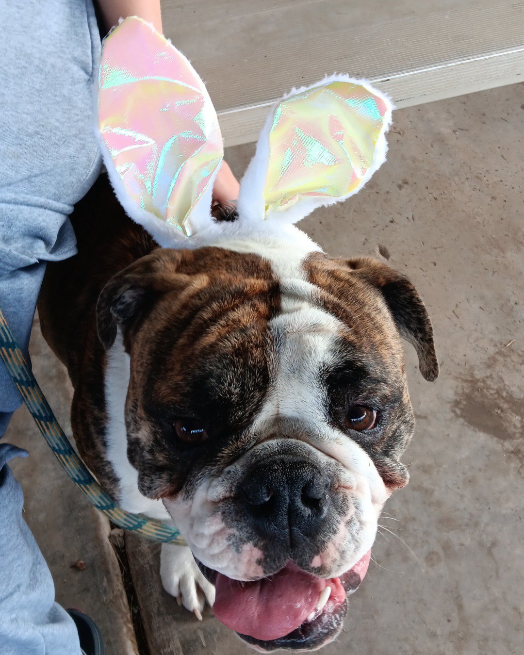 Rufus the English bull dog. Boxer, Bulldog, Dog, Person