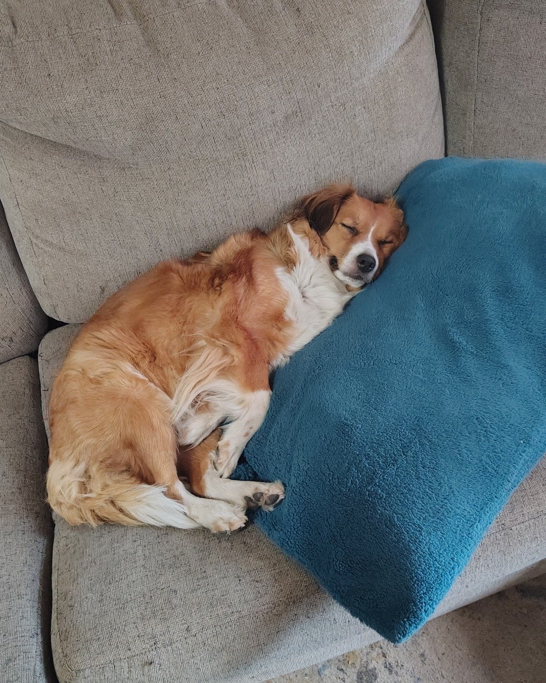 queen the Australian shepherd mixed with a red healer. Cushion, Home Decor, Couch, Furniture, Pillow, Dog