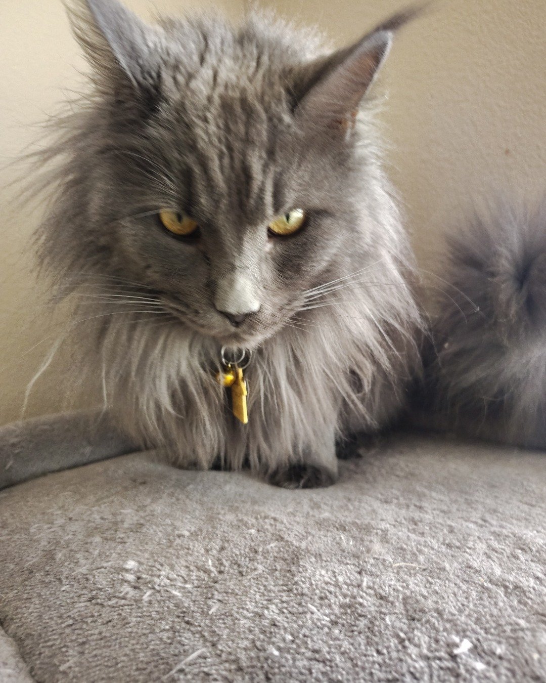 maleficent the idk. Angora, Cat