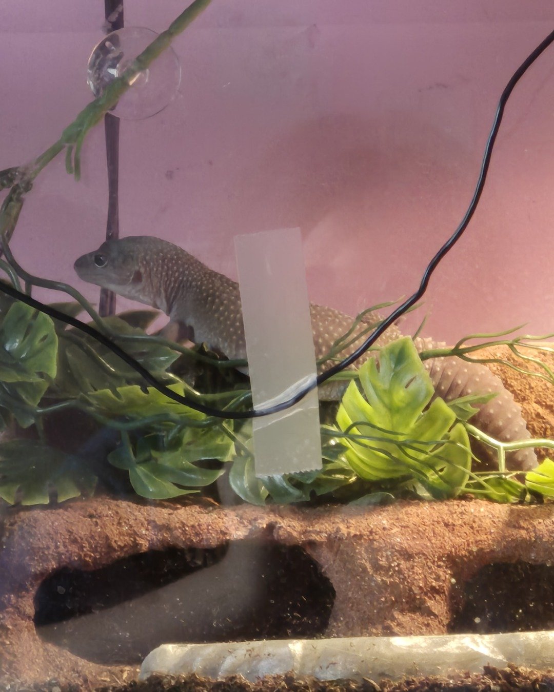 crystal the blizzard lepord gecko. Anole, Reptile, Gecko, Lizard