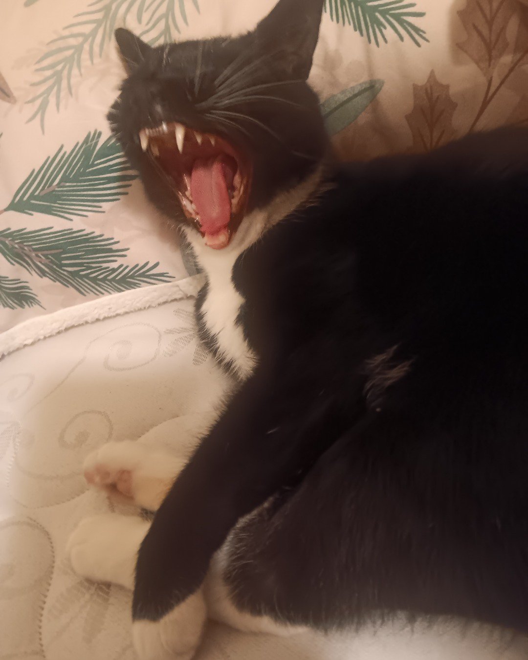 Tuna the Tuxedo cat.. Body Part, Mouth, Person, Teeth, Cat, Kitten