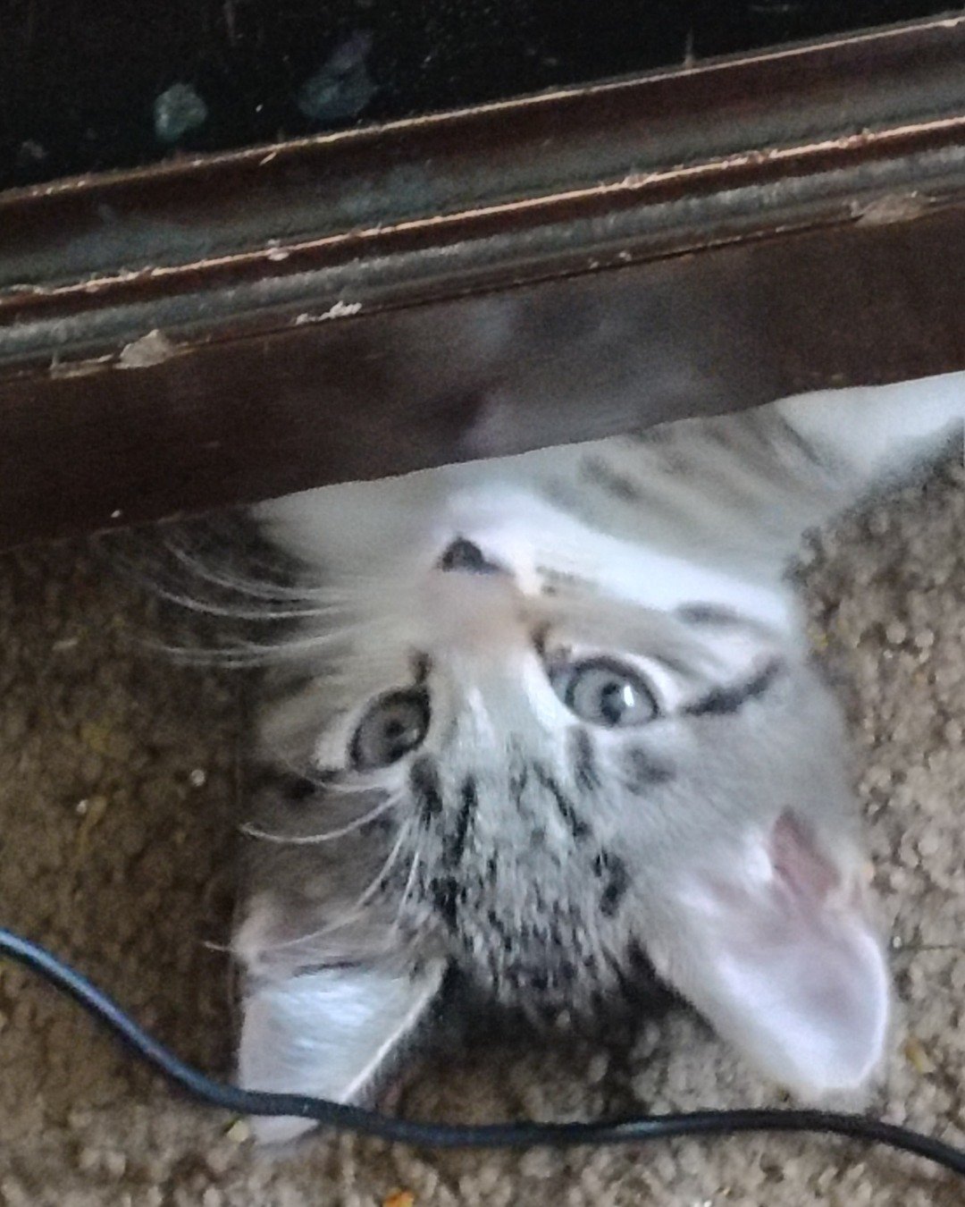 Athena. Cat, Kitten