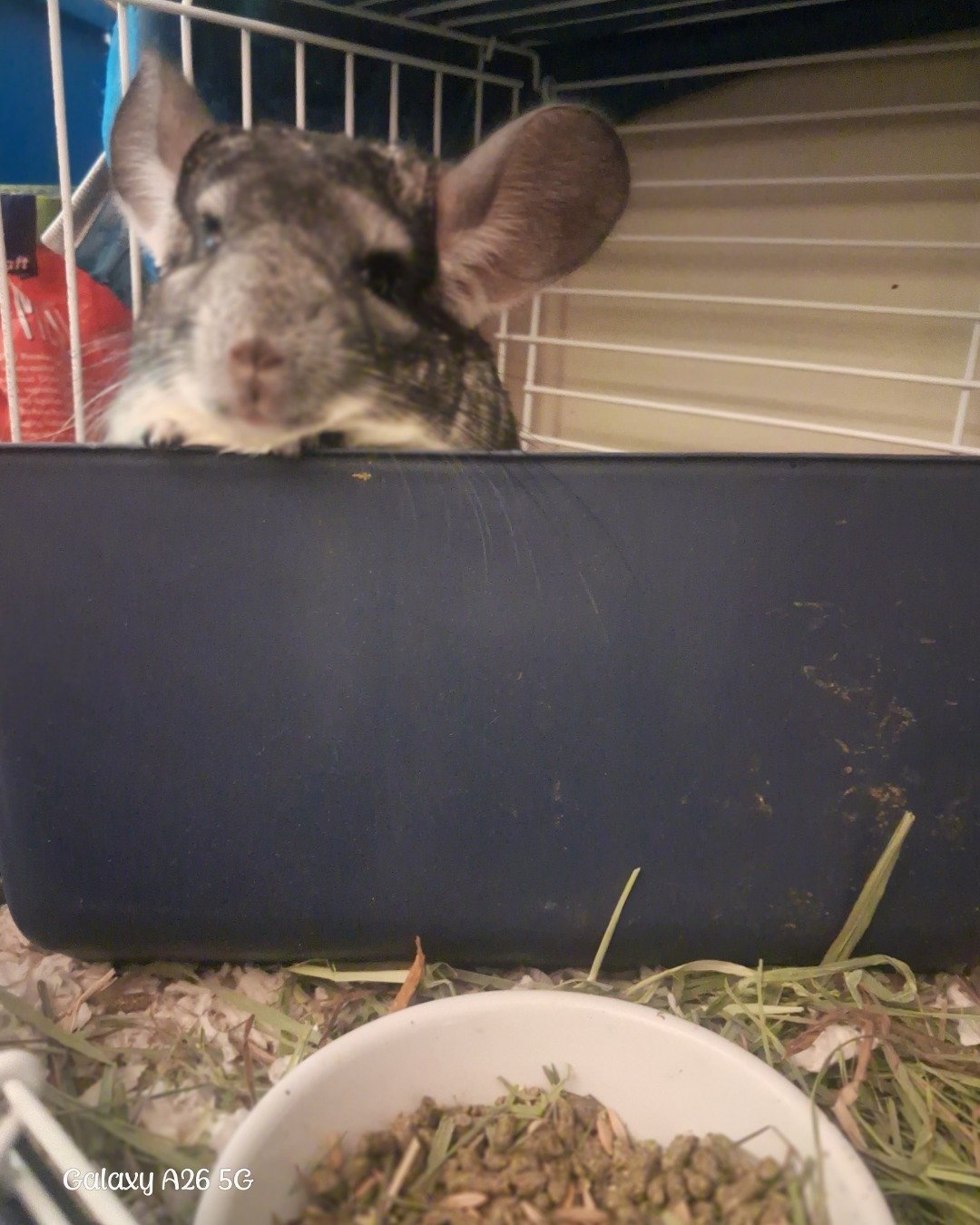 Chimmichanga the Chinchilla. Rodent, Rat, Chinchilla