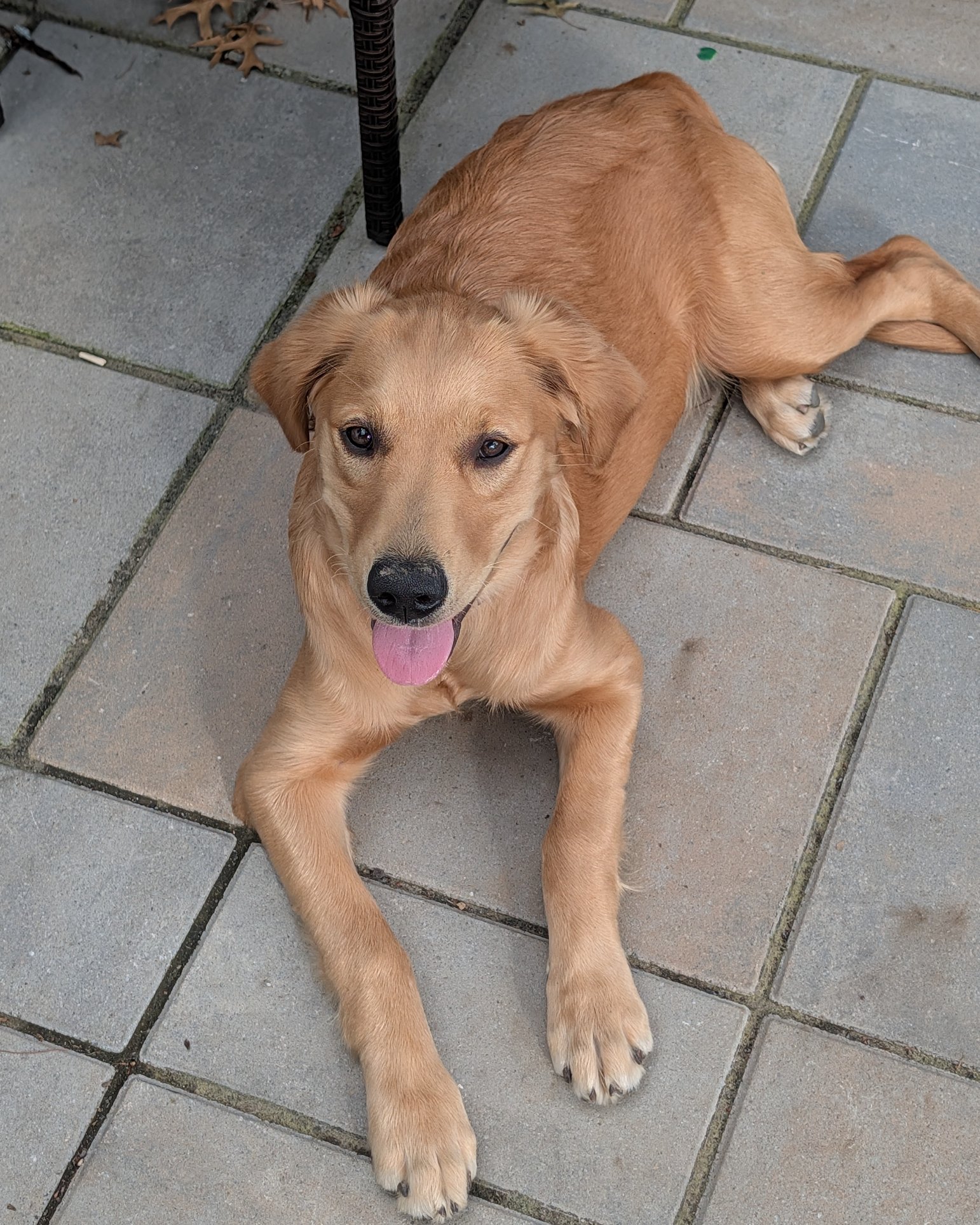 Ember the Golden retriever. Dog, Golden Retriever, Puppy