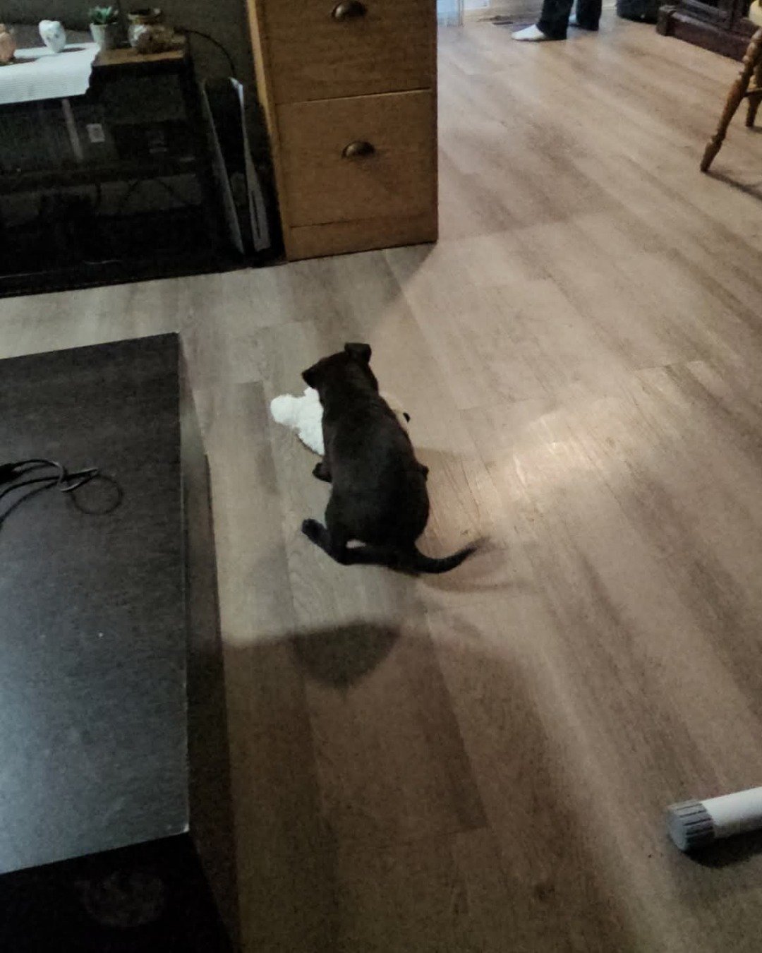 Luna Aurora the German Shepherd Pit Boxer mix. Floor, Flooring, Wood, Indoors, Interior Design, Hardwood