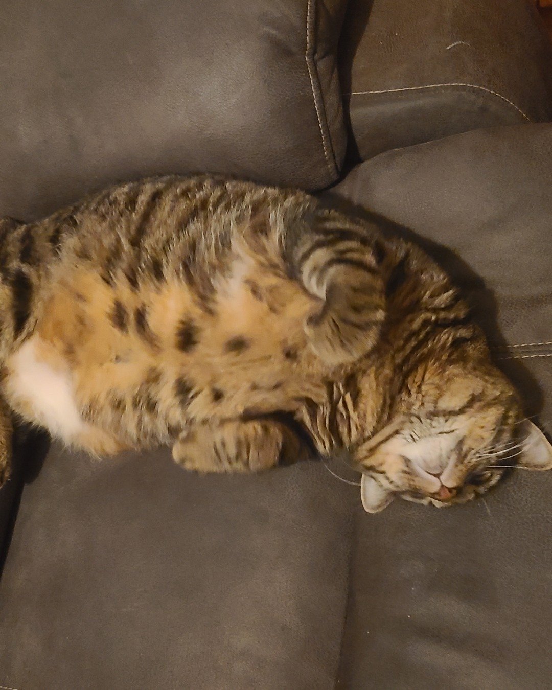 Meatball the Brown Tabby Cat. Couch, Furniture, Chair, Cat, Armchair