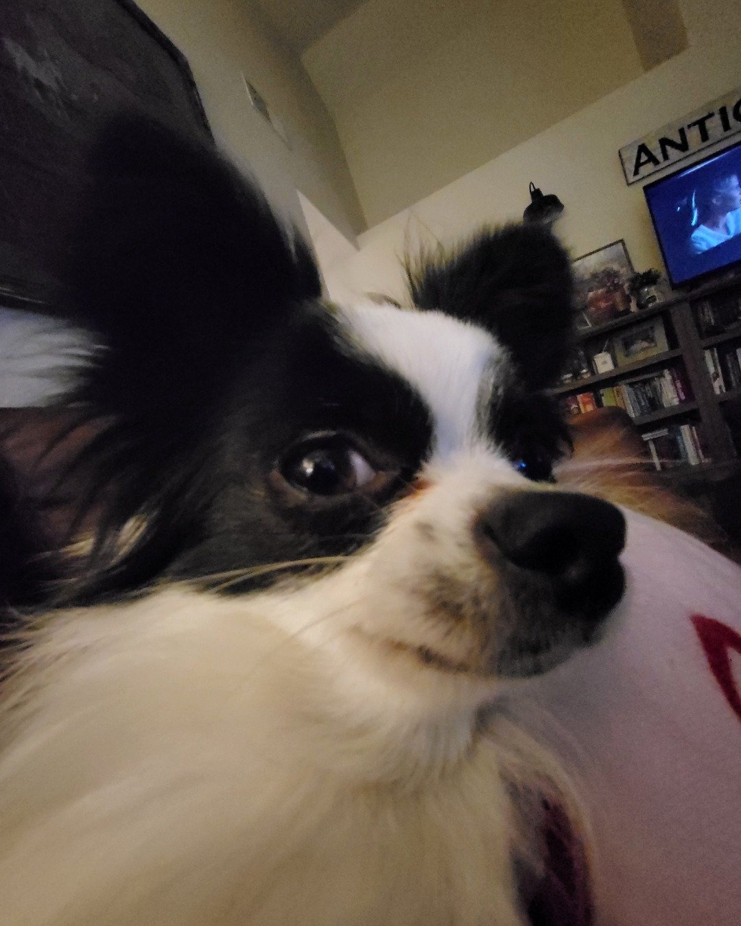 Danny the Long haired Chihuahua. Electronics, Screen, Computer Hardware, Hardware, Monitor, Dog