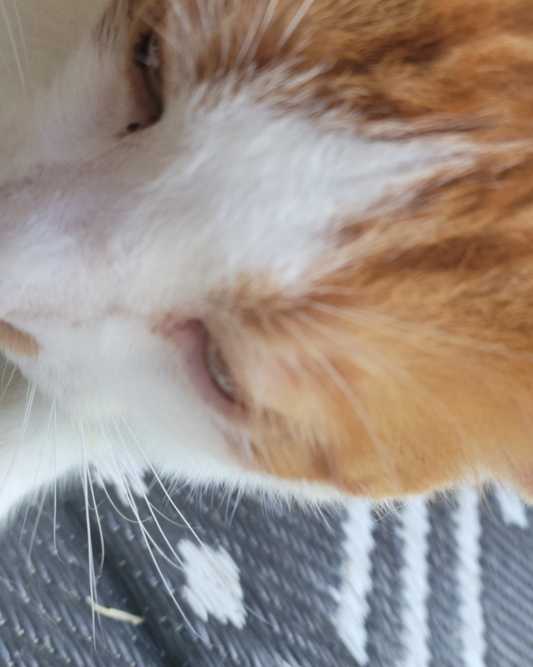 TEKA. Cat, Kitten