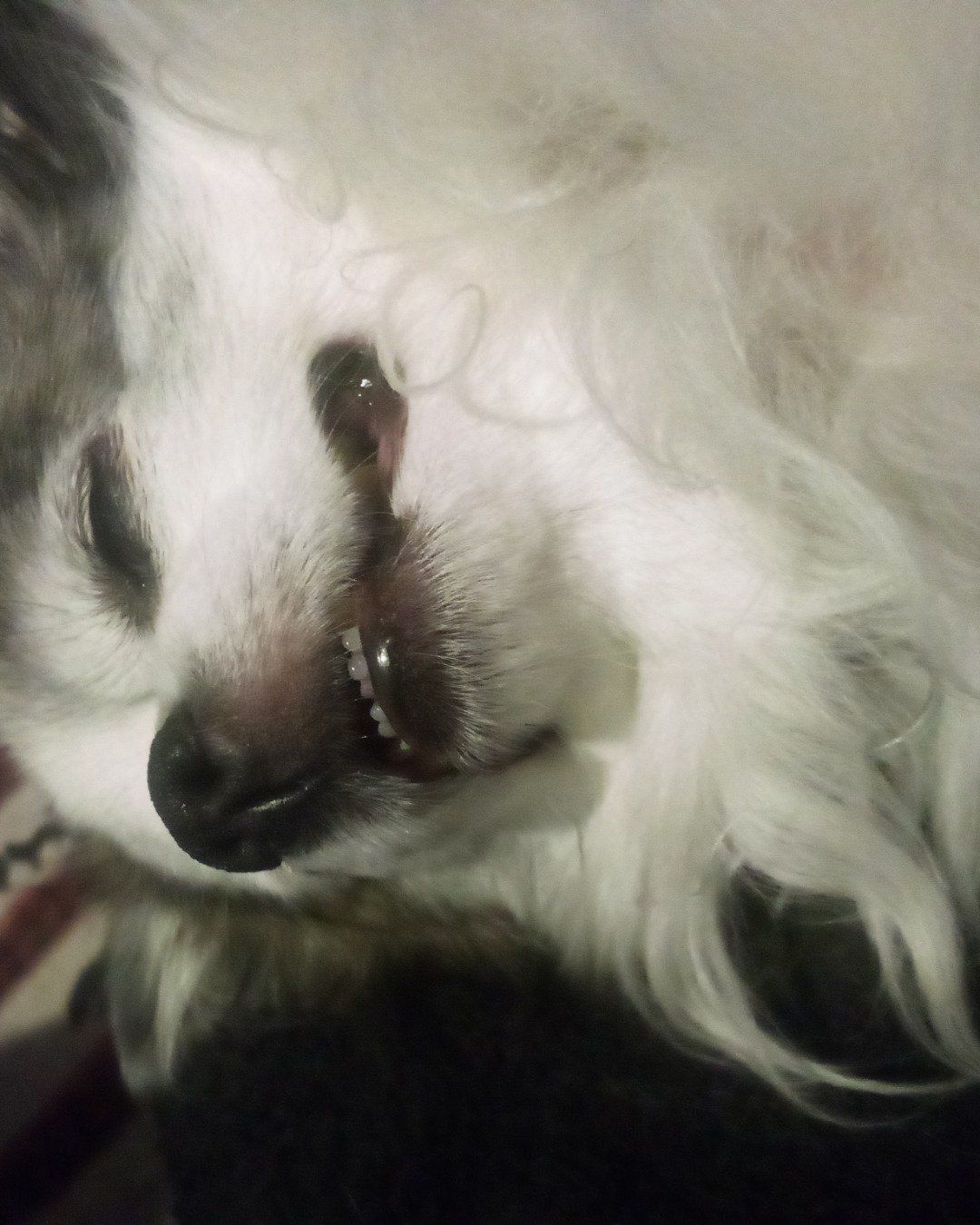 Patches the Long Hair Chihuahua. Dog, Puppy, Eskimo Dog