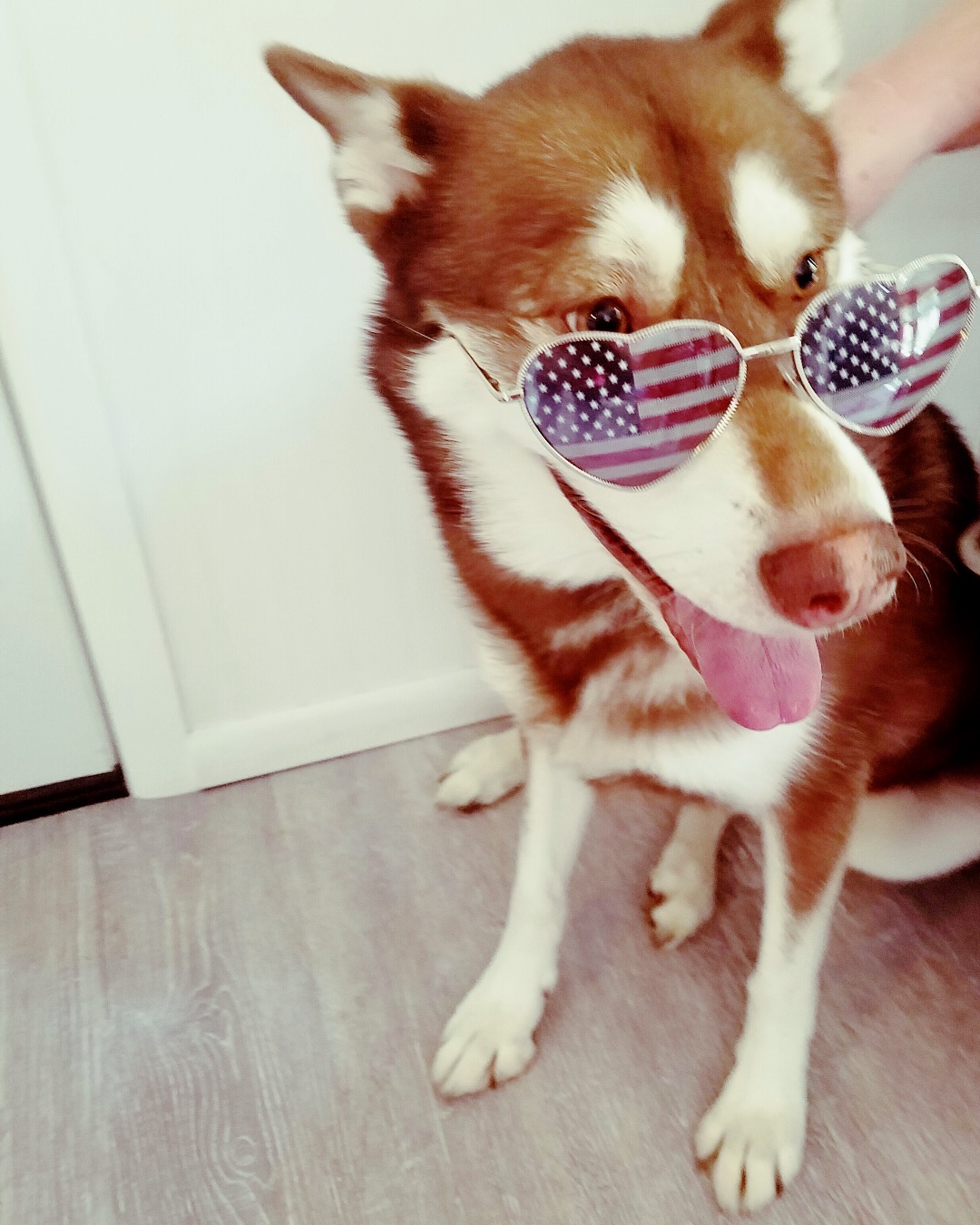 Nala the Siberian Husky
