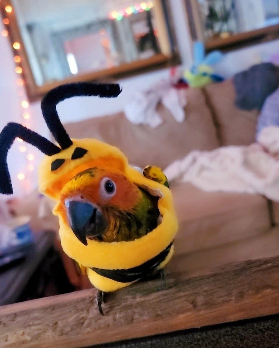 Lola the Sun Conure. Beak, Bird, Parrot