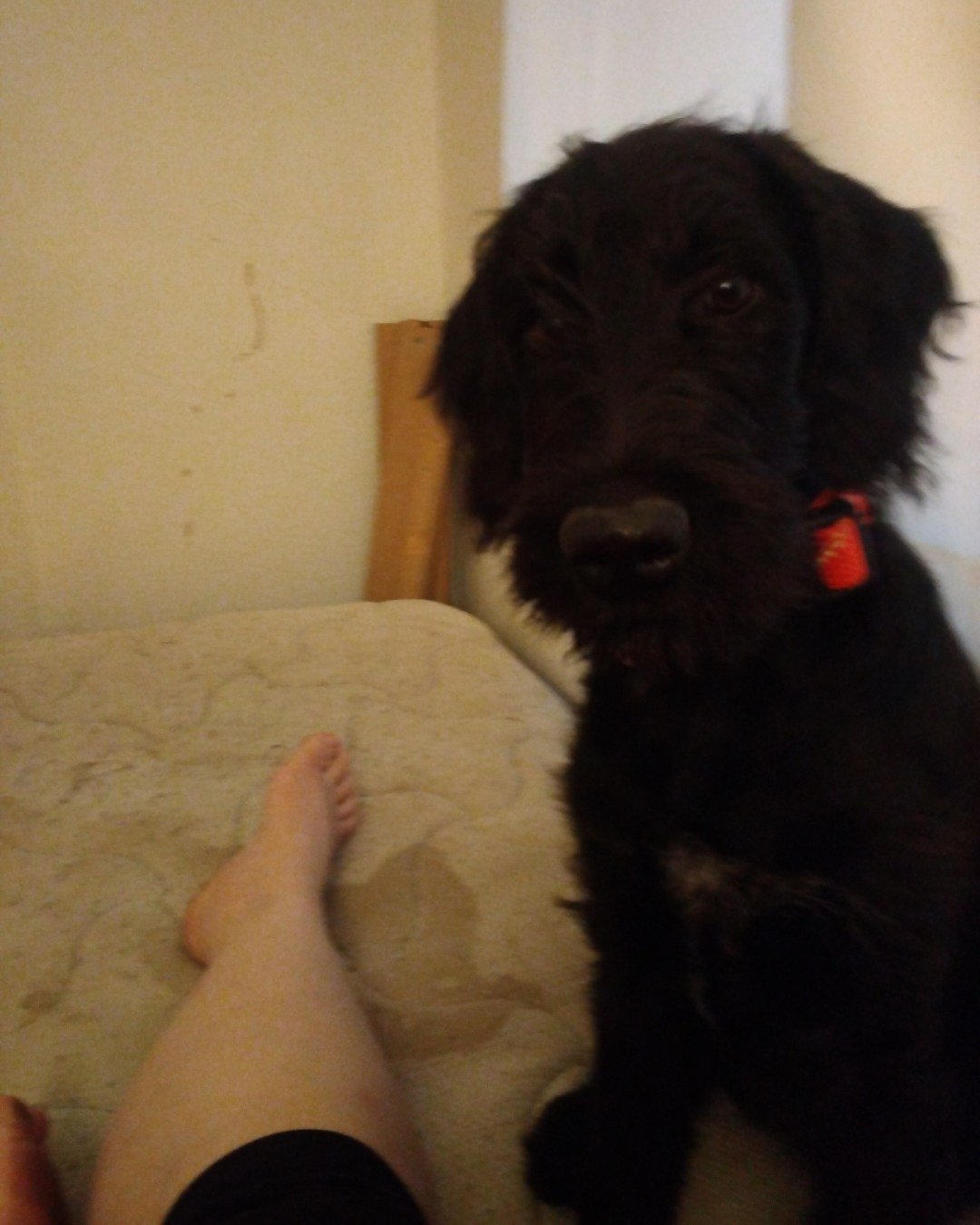 Bellatrix the Airdale/Wire-haired Pointer Griffin. Dog, Puppy, Barefoot, Person, Couch, Furniture