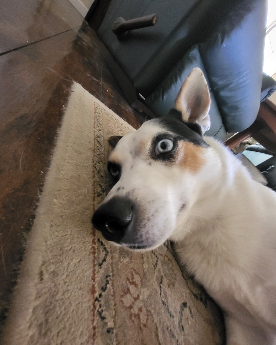 Billy the 1/4 Chihuahua 3/4 Queensland healer. Dog, Husky, Puppy, Home Decor, Hound, Floor