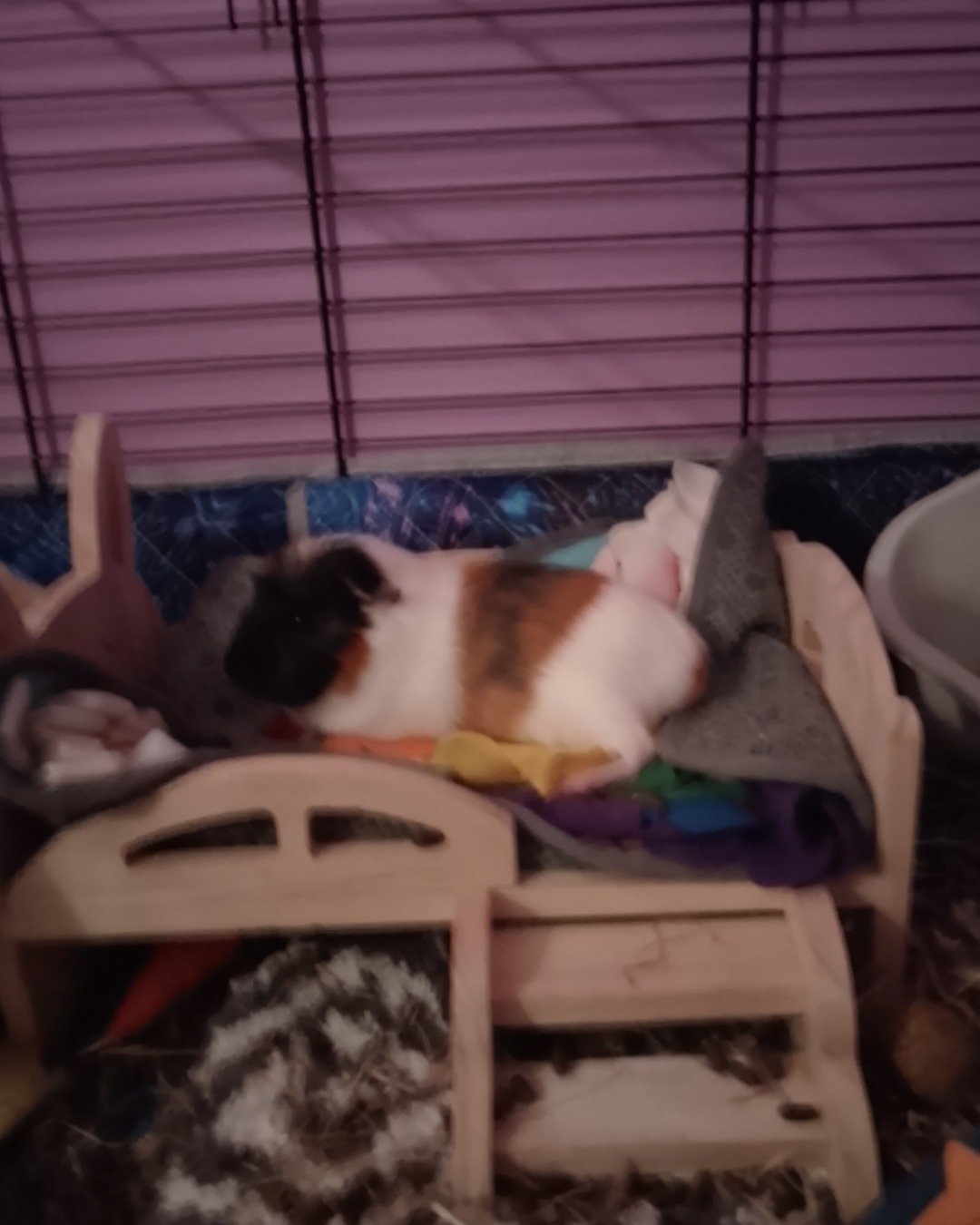 Neo the Guinea Pig. Person, Sleeping, Cat