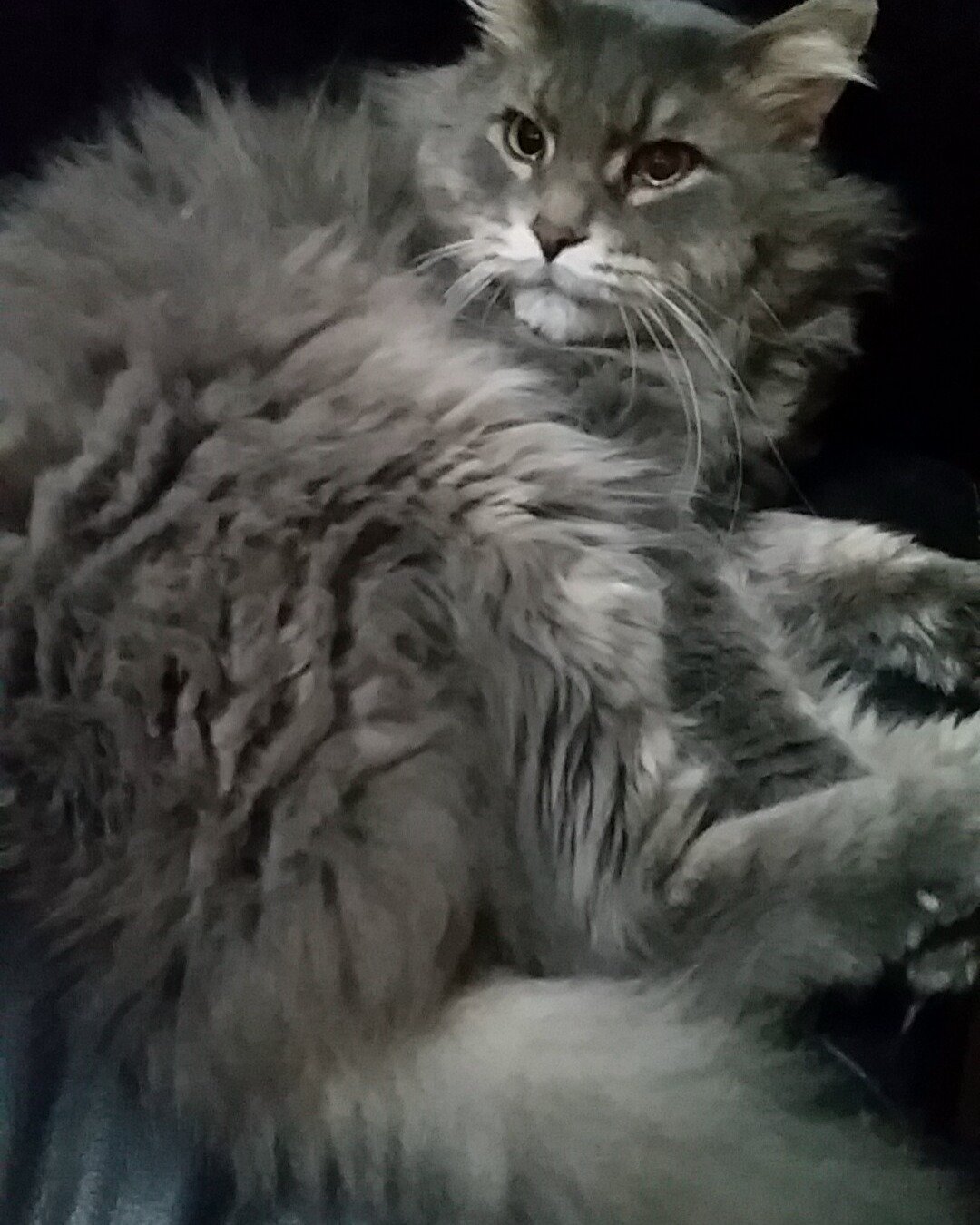 Ozzy. Angora, Cat, Kitten