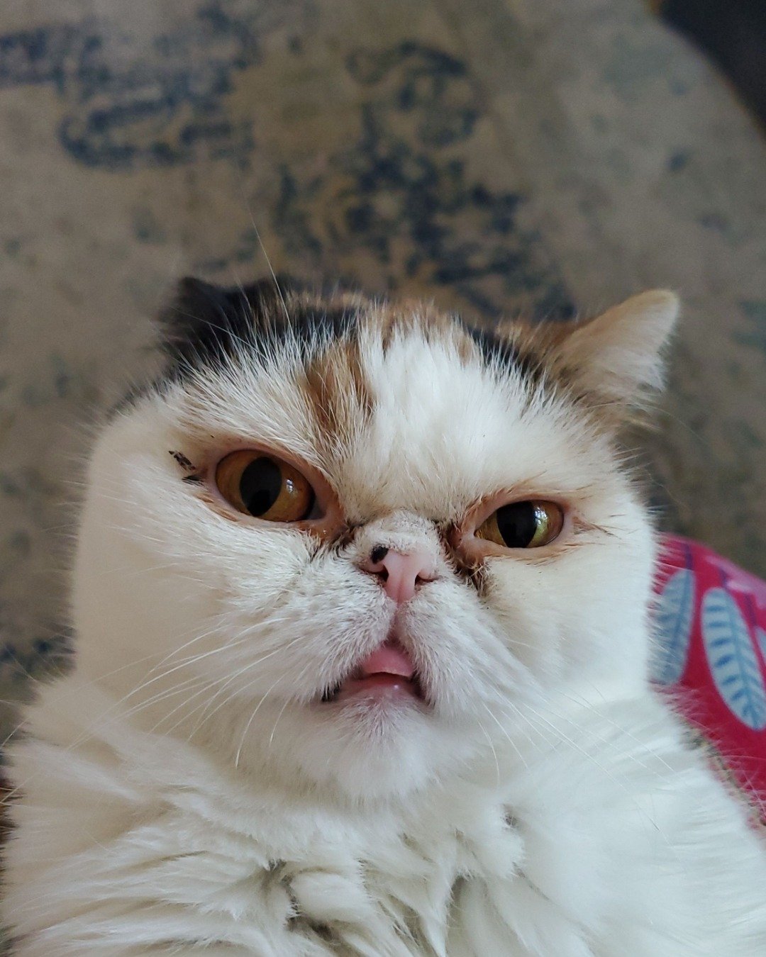 Callie the Exotic Shorthaired Calico Persian. Cat, Kitten, Angora, Person