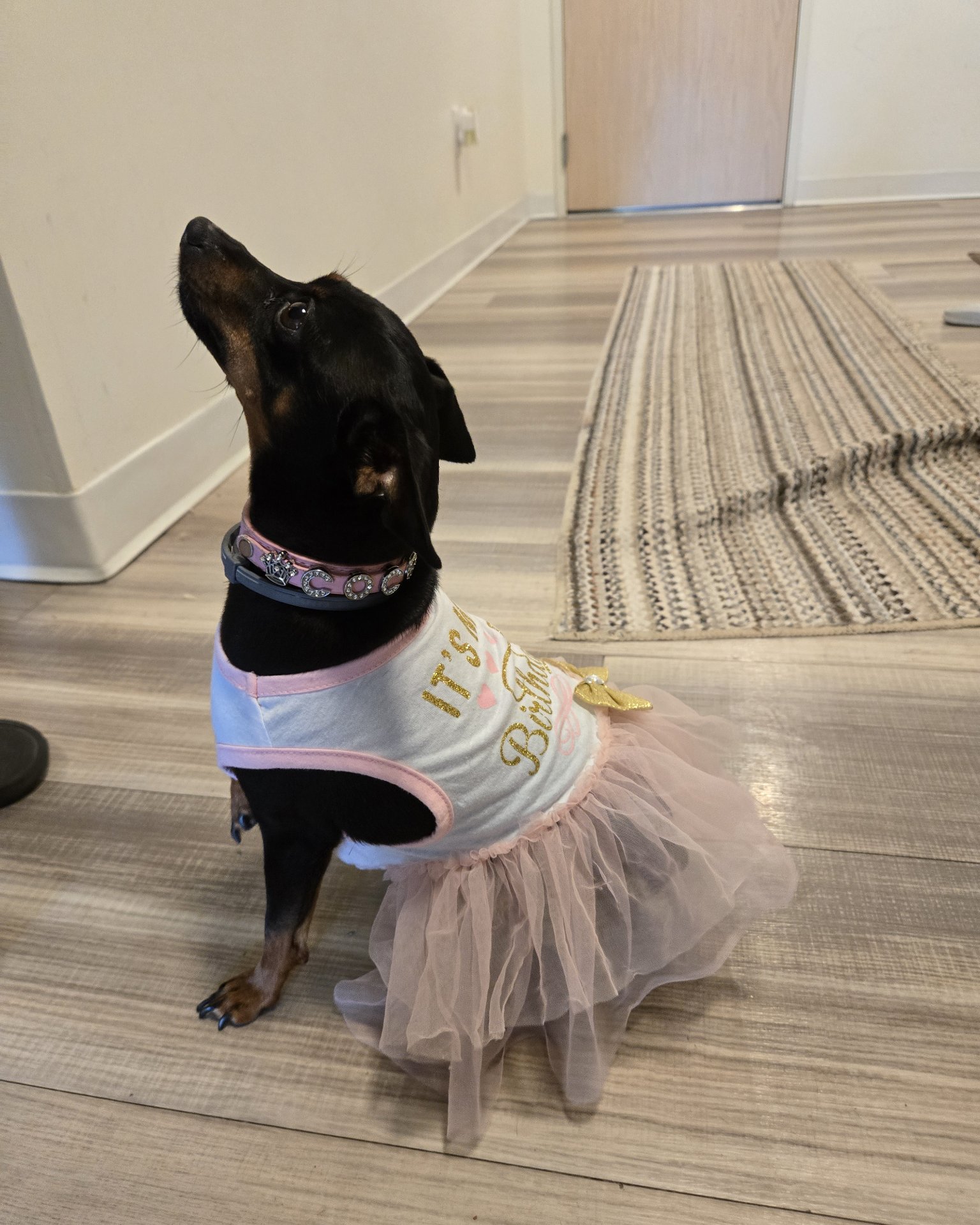 Coco Chanel the Min Pin/  Chiwawa. Floor, Flooring, Wood, Hardwood, Dog, Puppy