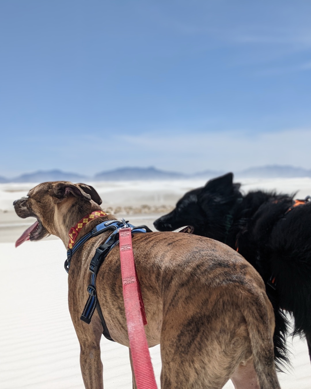 Cooper the Pitbull Mutt — Accessories, Strap, Dog, Outdoors, Hound, Nature