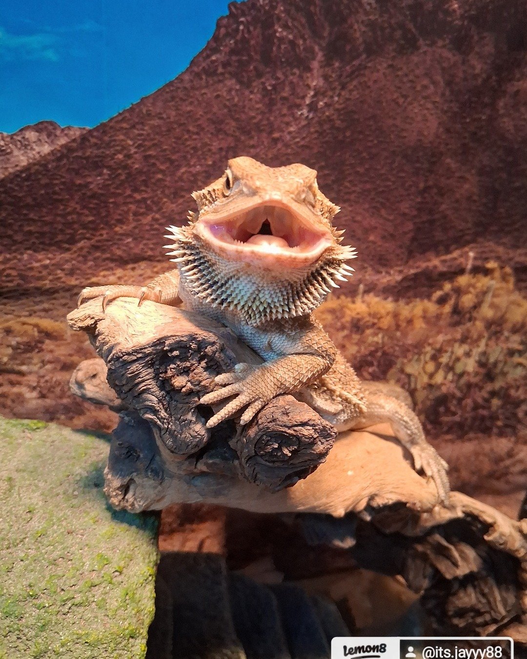 Basil the bearded dragon. Lizard, Reptile, Iguana