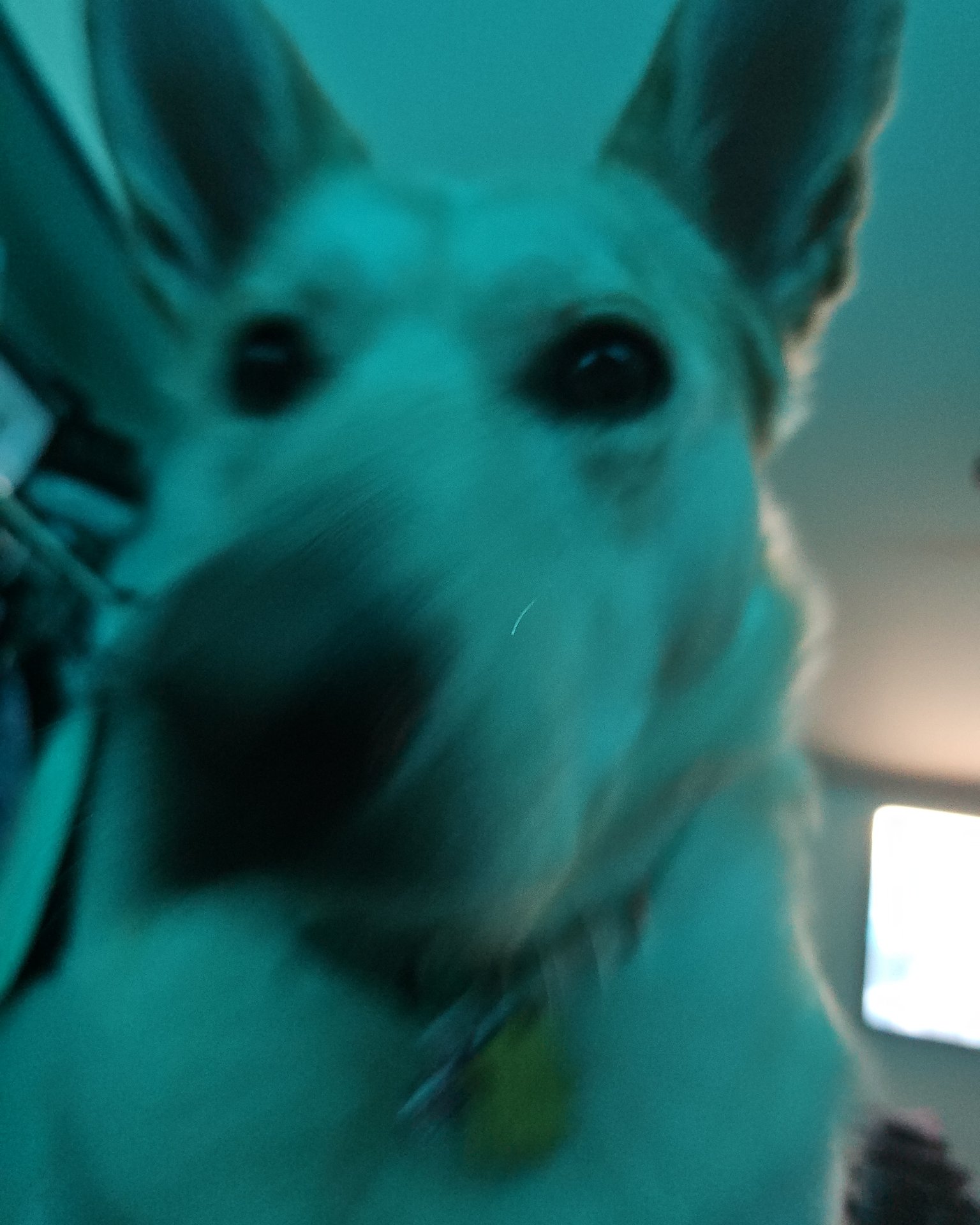 Bella the Labsky. Dog, Husky, Puppy, White Dog
