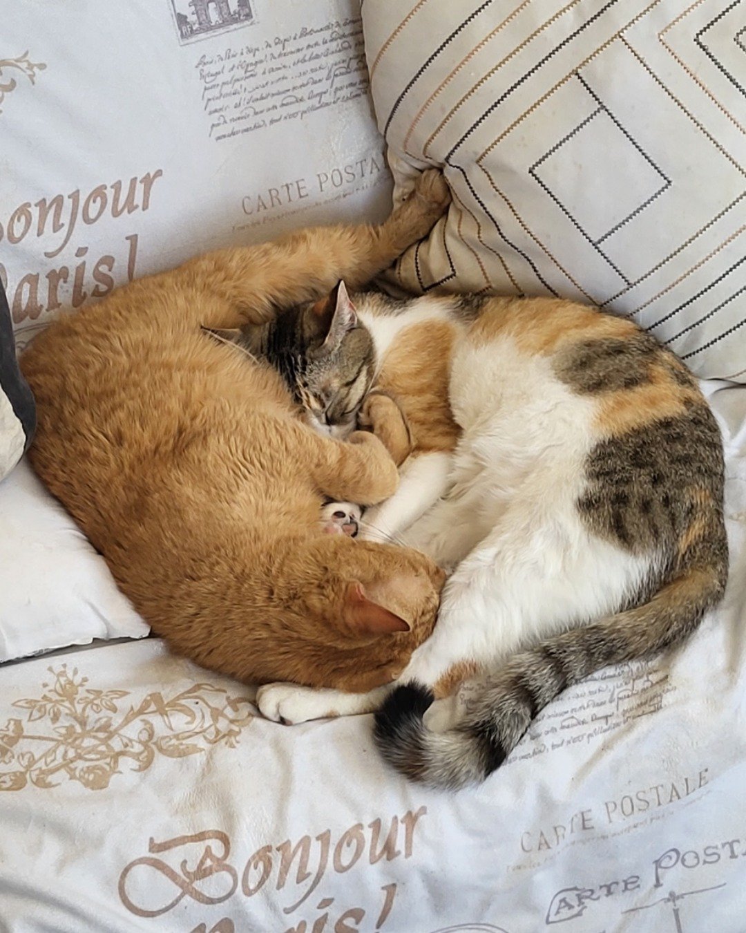 Oliver & Leena. Cushion, Home Decor, Person, Sleeping, Couch, Furniture