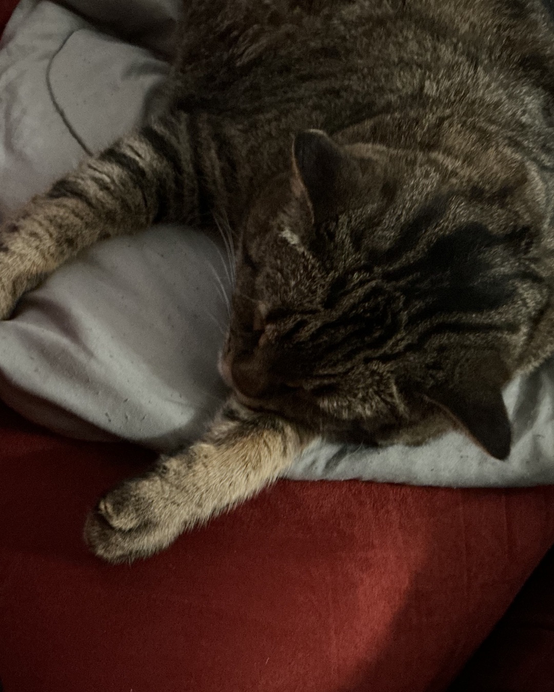 ReyRey — Couch, Furniture, Person, Sleeping, Cat, Cushion