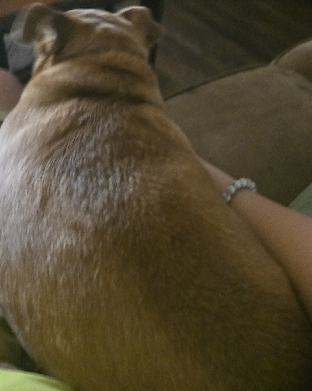 billy the Chihuahua. Dog, Puppy, Couch, Furniture, Accessories, Person
