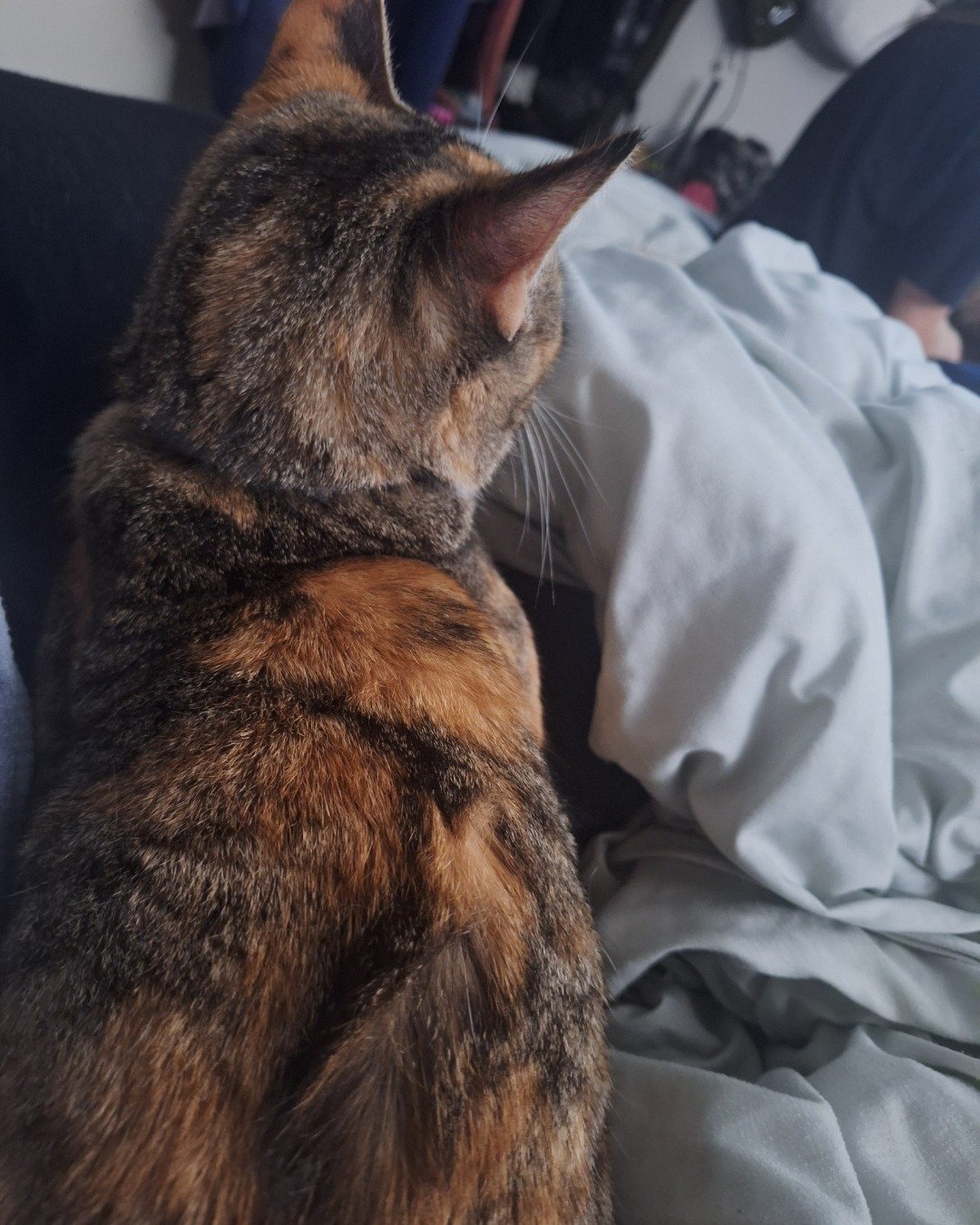 Tiana the calico. Cat, Couch, Furniture, Blanket, Person, Sleeping
