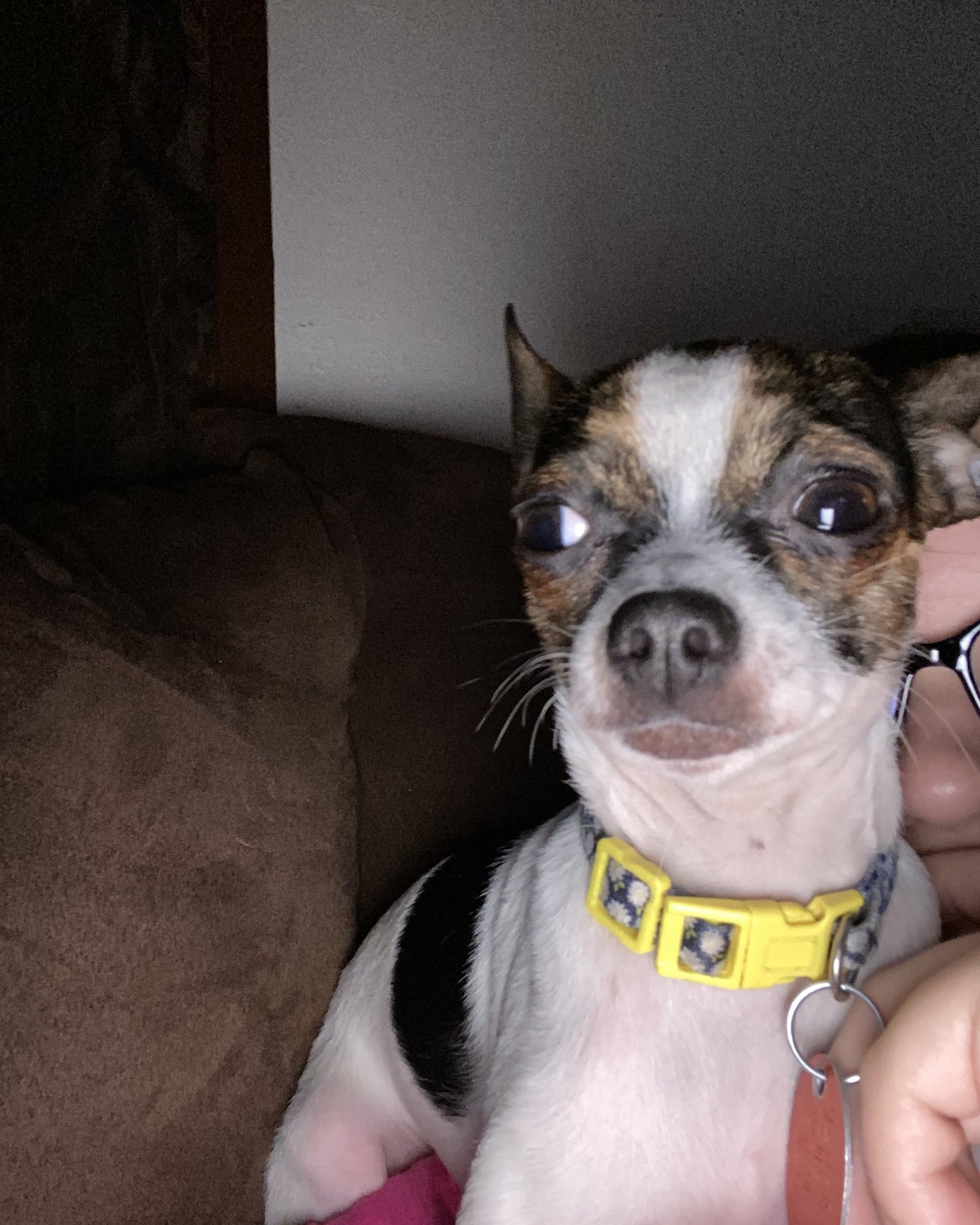 moo moo the female Chihuahua. Couch, Furniture, Dog, Puppy, Chihuahua