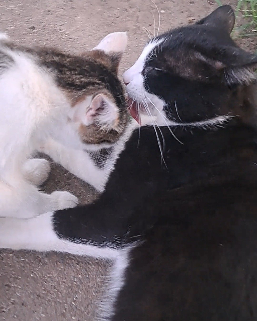 Bear the Bobtail. Cat, Kitten