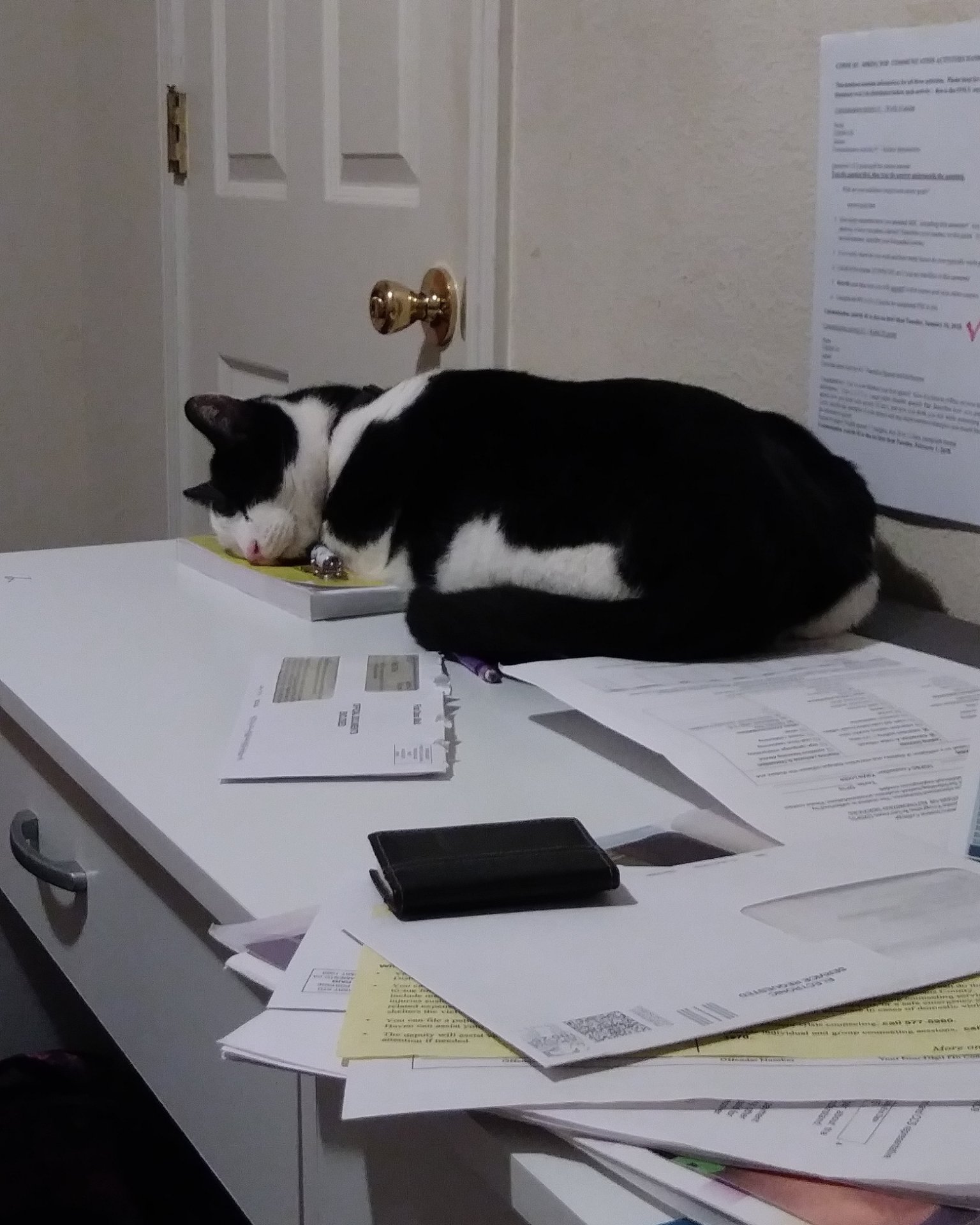 Zeke the Tuxedo. Text, Accessories, Wallet, Document, Receipt, Cat