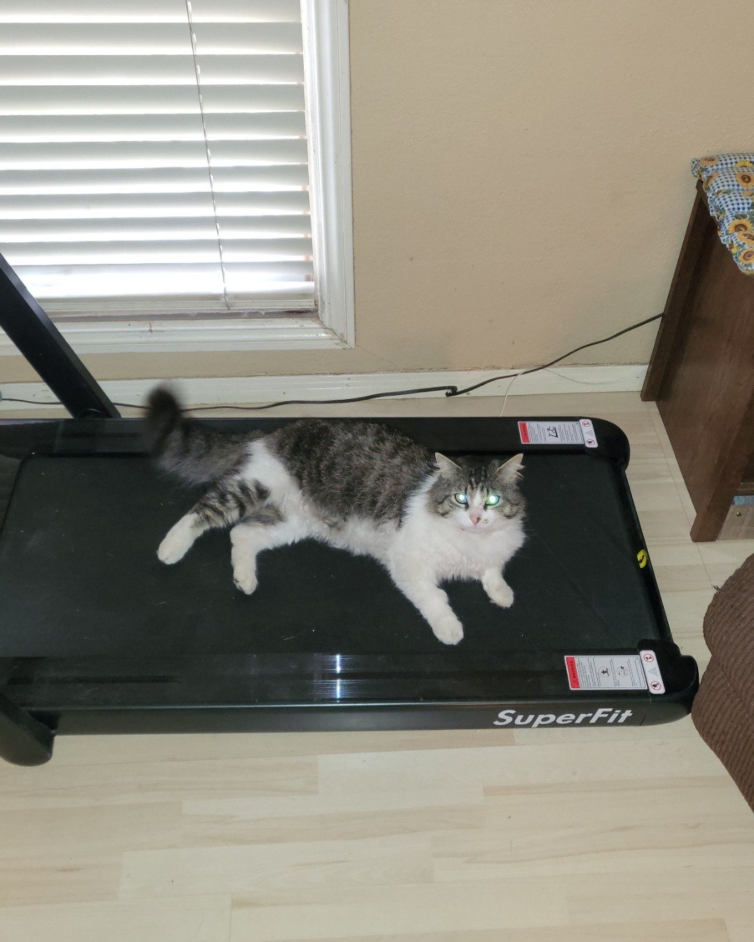 Farley Fart the tabby. Cat