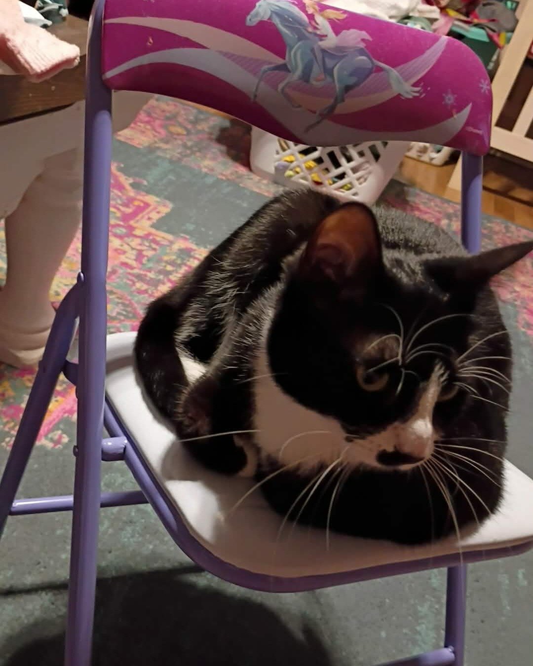 Marilyn the Kitty cat. Furniture, Chair, Cat, Food, Meat, Pork