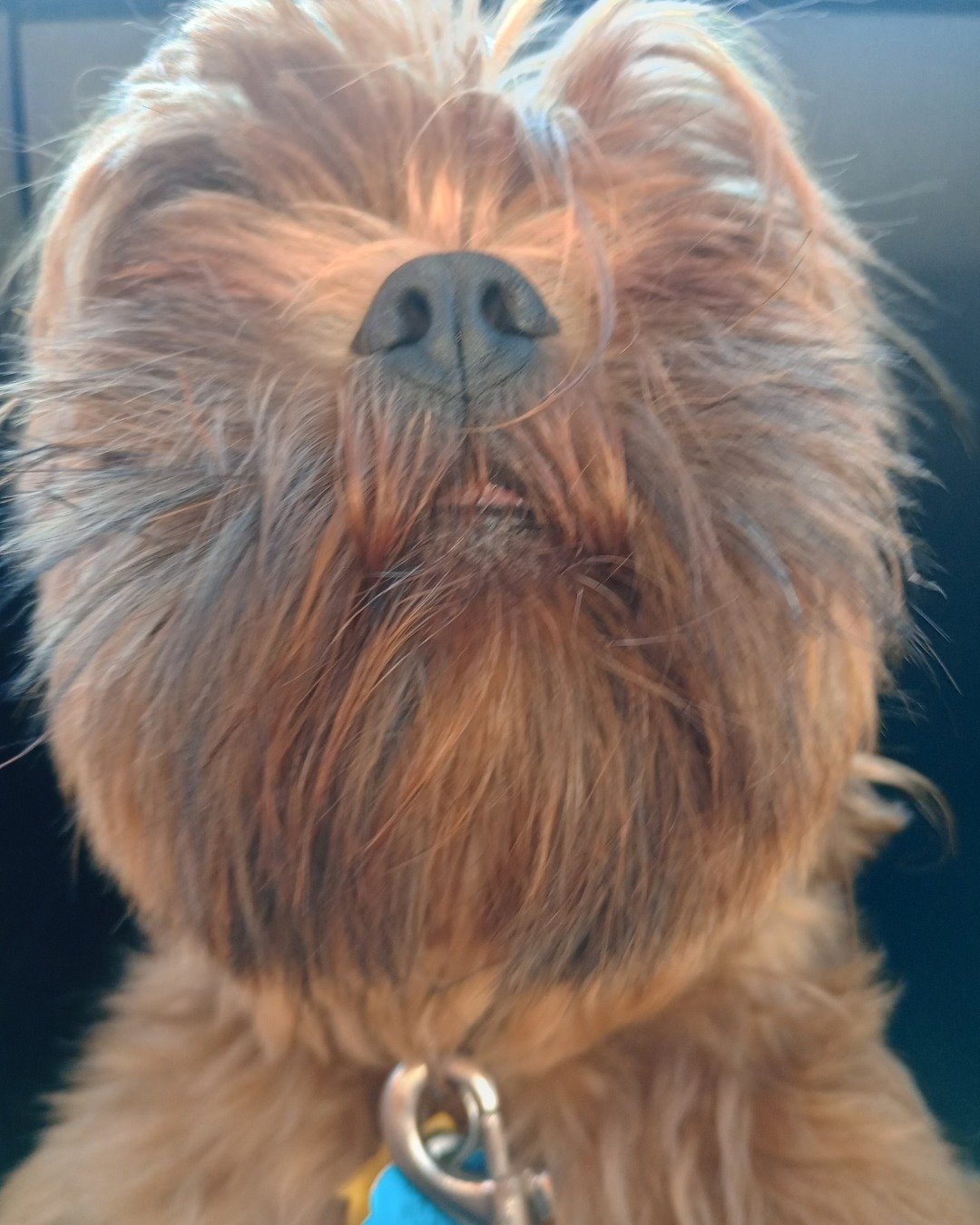 grizzly the shih Tzu. Dog, Affenpinscher