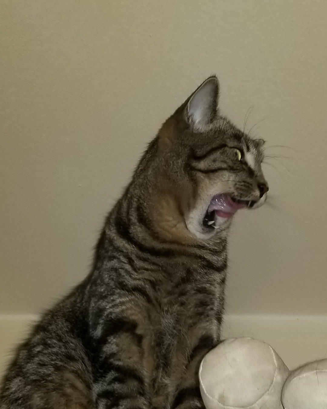 Tina. Cat, Body Part, Mouth, Person, Teeth