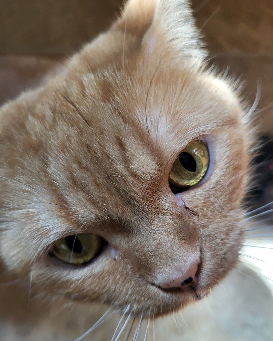 Rosie the American Shorthair. Cat, Abyssinian, Kitten