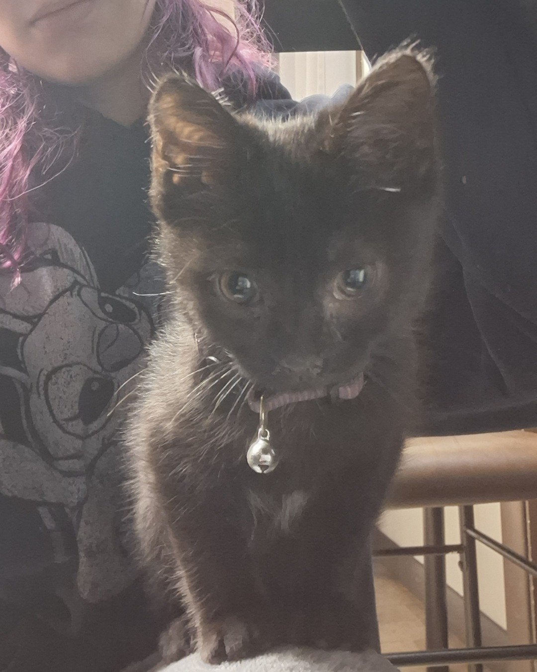 Aries the Black cat. Cat, Kitten