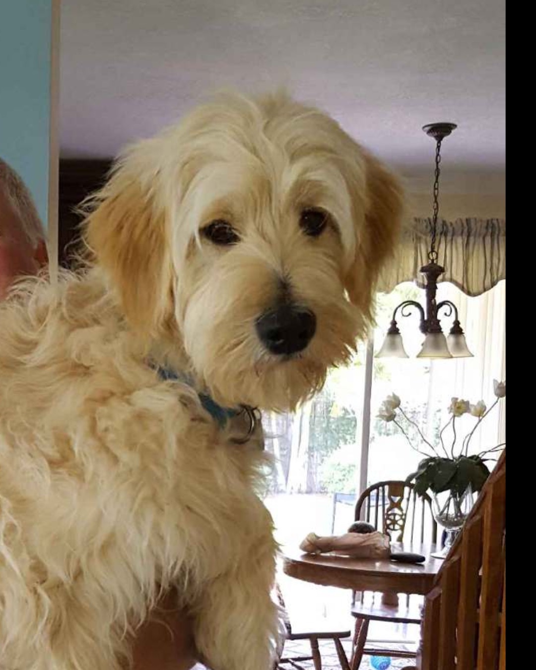Bria the Goldendoodle