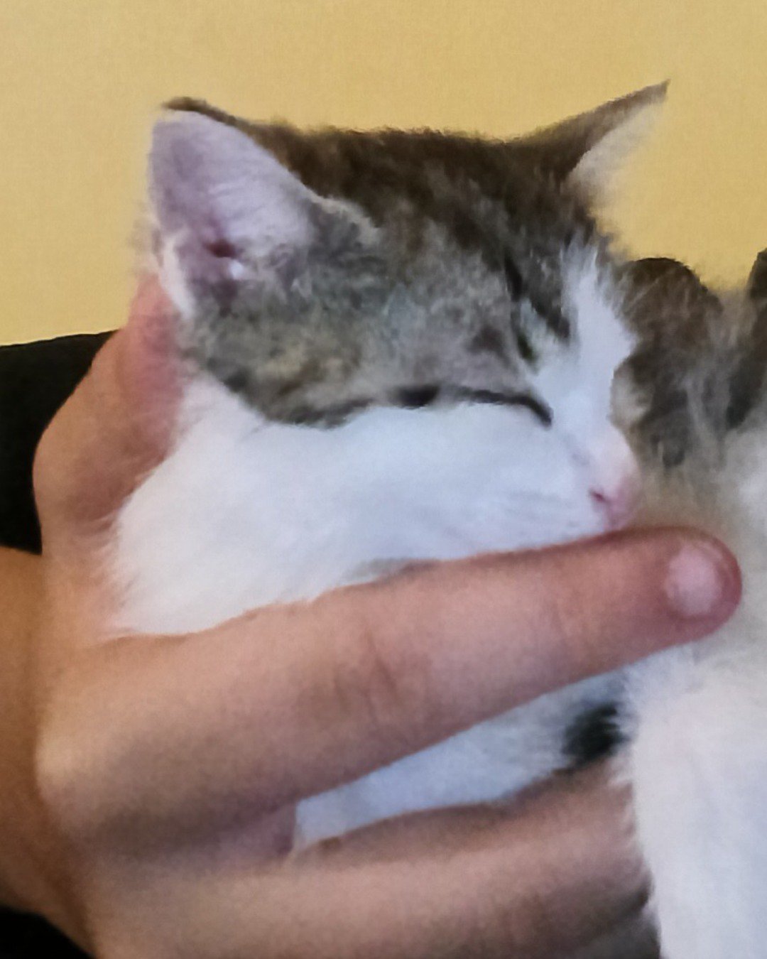 this is butter 🧈 the cat. Cat, Kitten