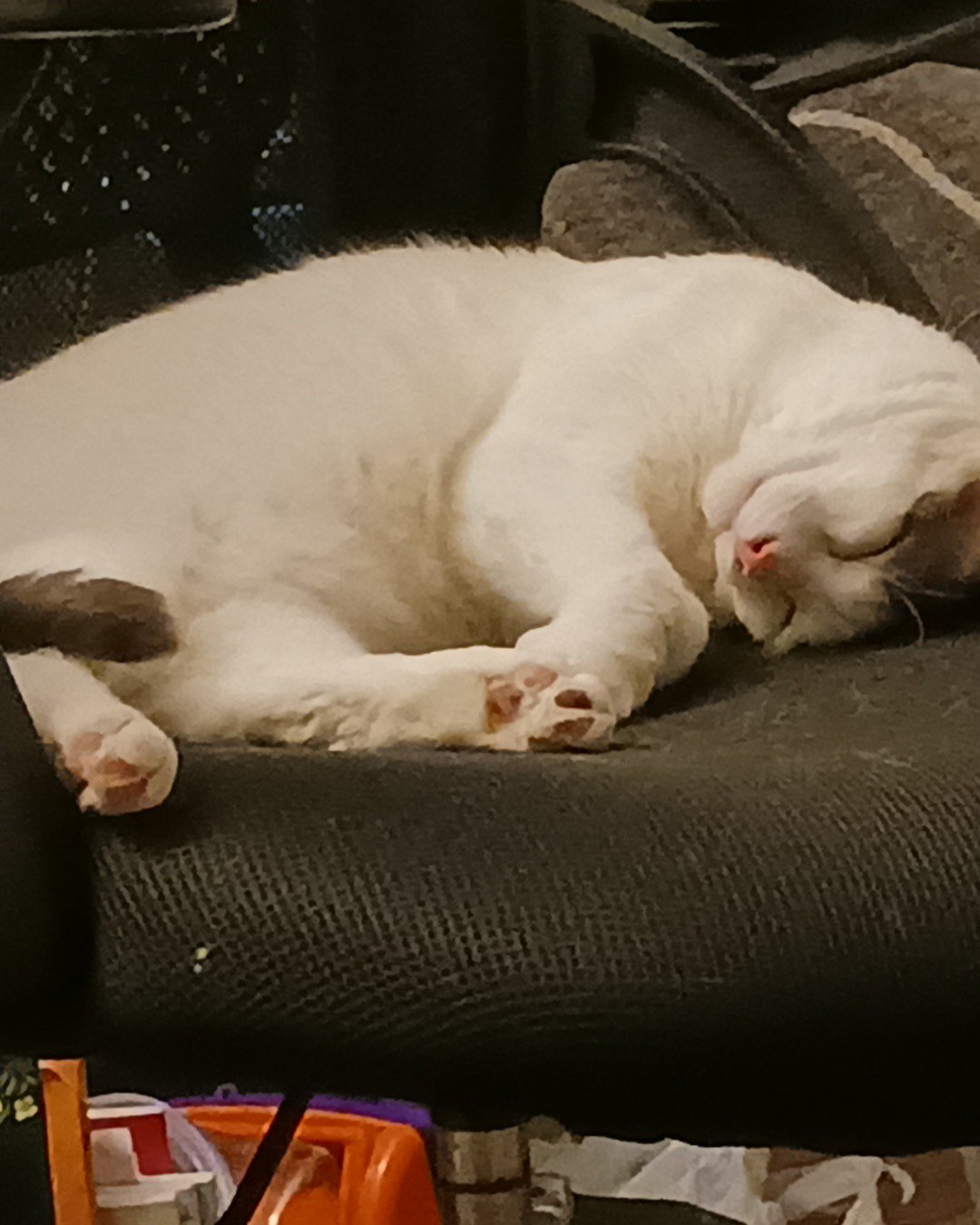 Little Dude the Unsure. Person, Sleeping, Couch, Furniture, Chair, Cat