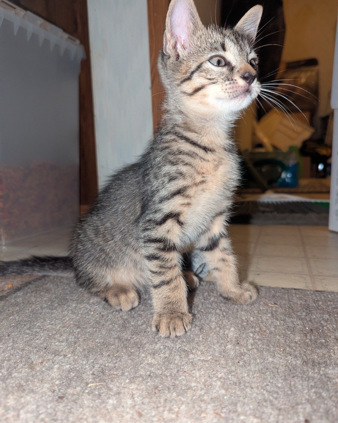 shadow ✨ the kitty. Abyssinian, Cat, Kitten
