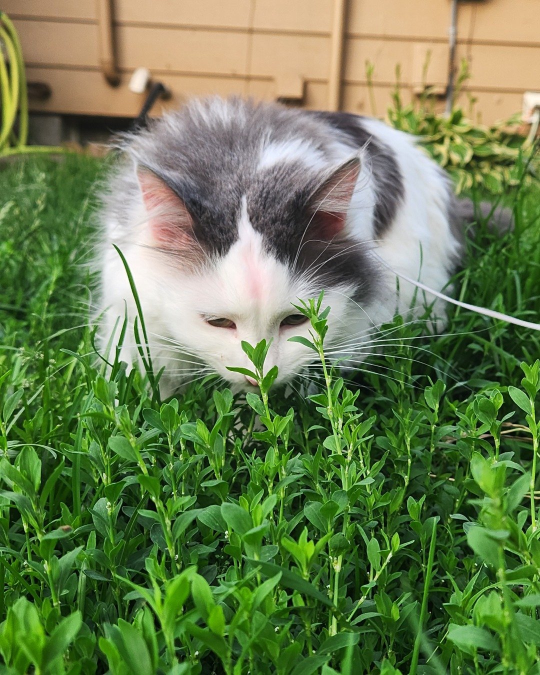 Twinkie the Maine Coon/Ragdoll. Grass, Plant, Herbal, Herbs, Green, Lawn