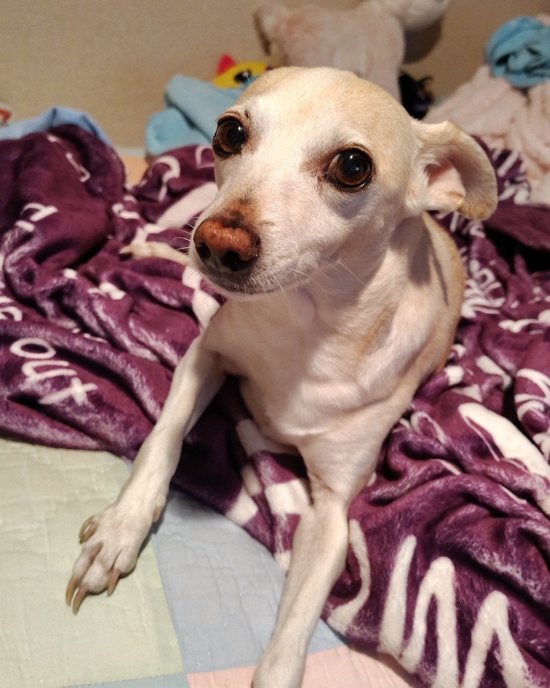 Bella the Pink King Chihuahua. Dog, Chihuahua, Blanket