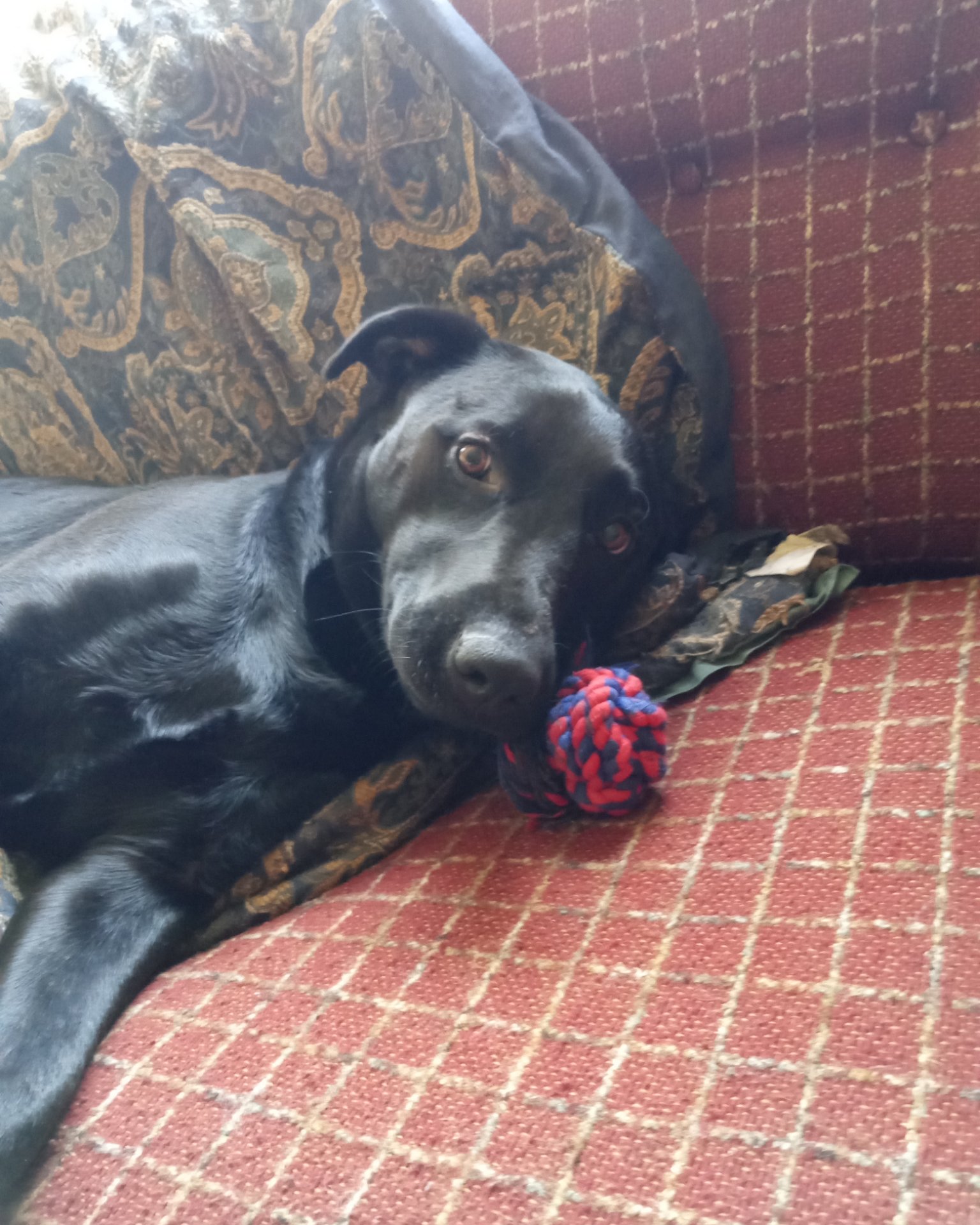 Titan the black Lab. Cushion, Home Decor, Dog, Couch, Furniture, Puppy