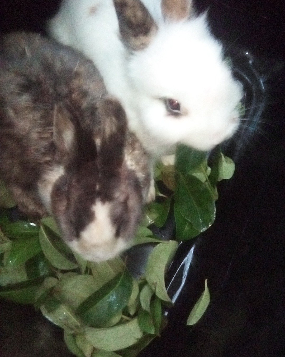 stormy and Lola bunny. Leaf, Plant, Hare, Rodent, Rabbit, Cat